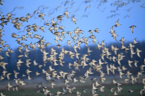 A flock of ruffs (Calidris pugnax, Syn.: Philomachus pugnax) flies close over the water, dynamic