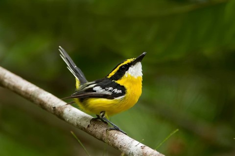 Yellow-breasted Boatbill (Machaerirhynchus flaviventer secundus) male, Queensland, Australia