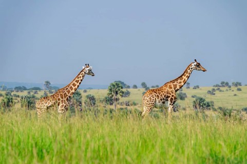 Rothschild's giraffes (Giraffa camelopardalis rothschildi) in green grass, Murchison Falls National