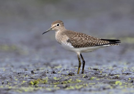 Solitary Sandpiper (Tringa solitaria), British Columbia, Canada