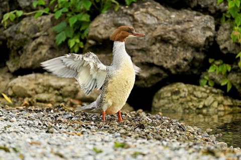 Goosander (Mergus merganser), female shaking her wings, Lake Zug, Cham, Canton Zug, Switzerland