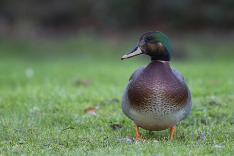 Hybrid: Gadwall x Mallard (Mareca strepera x Anas platyrhynchos) Bavaria, Germany
