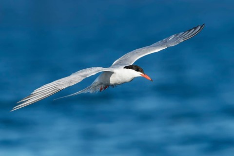 Common Tern (Sterna hirundo) flying, Eilat, Israel