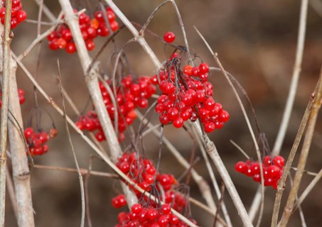 Fruits Guelder rose (Viburnum opulus), in winter, North Rhine-Westphalia, Germany