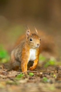 Red squirrel (Sciurus vulgaris) in a forest, Bavaria, Gernany