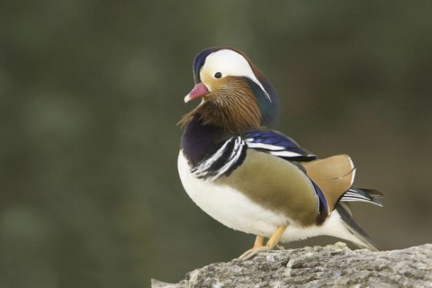 Mandarin Duck (Aix galericulata) male, Arizona, USA