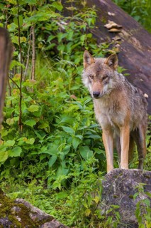 A eurasian gray wolf (Canis lupus lupus) stands on a hill between rocks and logs, watching