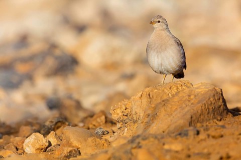 Arabian desert partridge, (Ammoperdix heyi), Arabian desert partridge, eastern sand grouse,