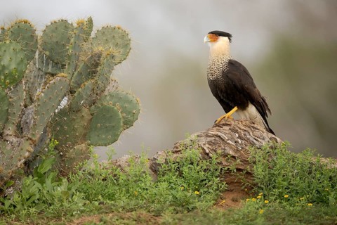 Northern Crested Caracara (Caracara cheriway), Texas, USA