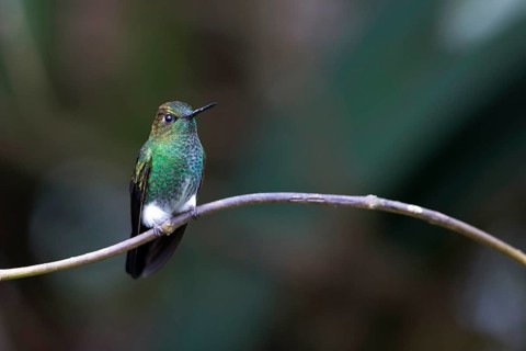 Greenish Puffleg (Haplophaedia aureliae caucensis) perched on a branch, Andes Mountains, Colombia