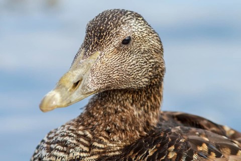 Common Eider (Somateria mollissima), female, Seahouses, United Kingdom