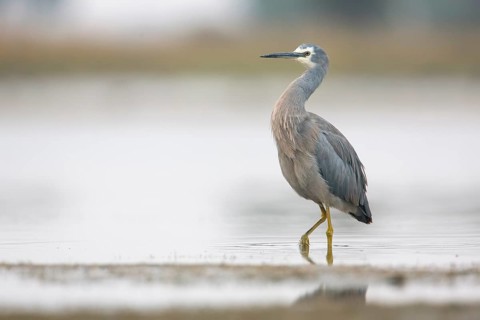 White-faced Heron (Egretta novaehollandiae), Victoria, Australia