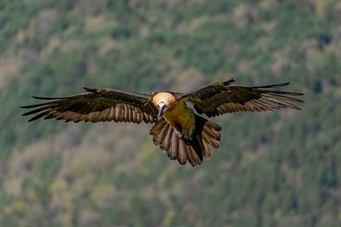 Bearded vulture (Gypeatus barbatus), in flight, Pyrenees, Spain