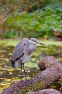 A Grey Heron, Ardea cinerea, stands on a log lying in a pond. Fresh green vegetation is in the
