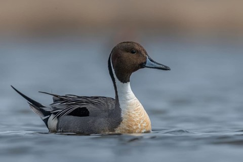 Northern Pintail (Anas acuta) male, Schleswig-Holstein, Germany