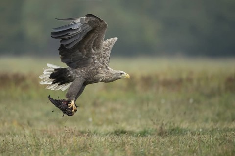 White-tailed Eagle (Haliaeetus albicilla) flying, Poland