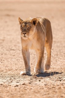 Lioness (Panthera leo) walking towards camera, Kgalagadi Transfrontier National Park, Northern