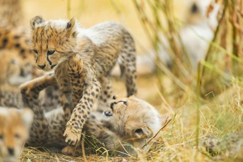 Cheetah (Acinonyx jubatus) youngsters playing with each other, captive, occurrence Africa