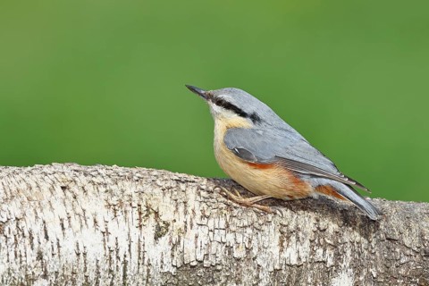 Nuthatch (Sitta europaea) sitting on a fallen birch trunk, Animals, Birds, Wilnsdorf, North