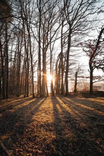 Sunbeams cast long shadows through a forest, Gechingen, district of Calw, Black Forest, Germany