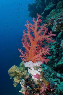Klunzinger's tree coral (Dendronephthya klunzingeri)