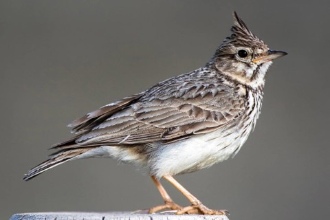 Thekla Lark (Galerida theklae) perched on a post, Castile and Leon, Spain