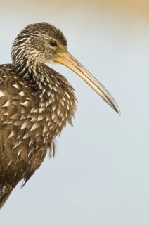 Limpkin (Aramus guarauna), Florida, USA