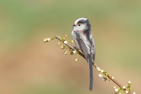 Long-tailed Tit (Aegithalos caudatus), sitting on a thin branch, spring, nature photography,