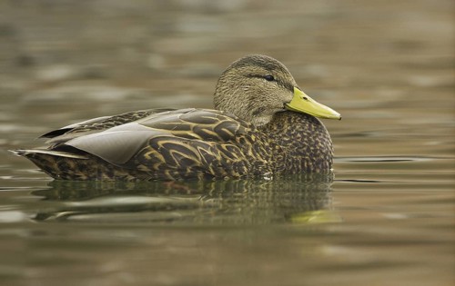 Mexican Duck (Anas diazi), New Mexico, USA
