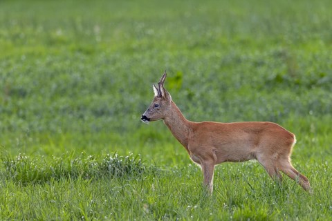 Such an old, experienced roebuck (Capreolus capreolus) knows exactly how to avoid the younger and