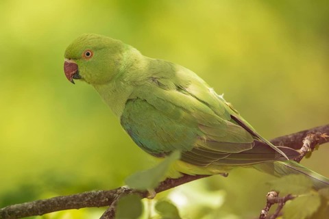 Rose-ringed Parakeet (Psittacula krameri) female, Baden-Wuerttemberg, Germany