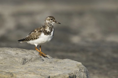 Ruddy Turnstone (Arenaria interpres), New Jersey, USA