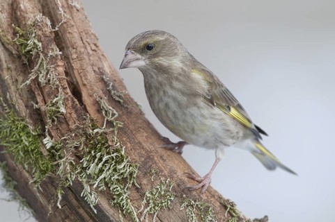 European Greenfinch (Chloris chloris), Thuringia, Germany