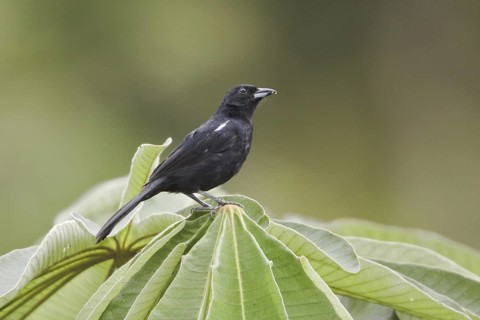 White-lined Tanager (Tachyphonus rufus) male, Ecuador