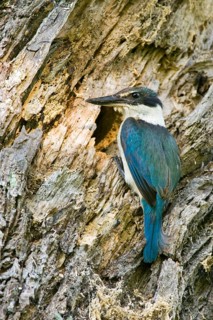 New Zealand kingfisher (Todiramphus sanctus vagans) at nest hole