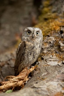Eurasian Scops Owl (Otus scops) captive, juvenile, Germany