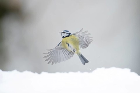 Blue tit (Cyanistes Caeruleus) adult garden bird taking off in flight from snow in winter, Suffolk,