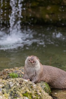 One Eurasian otter (Lutra lutra), sitting on a rock and feeding on a fisch. A little cascade in the