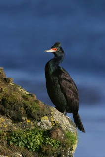 Red-faced Cormorant (Phalacrocorax urile), Alaska, USA