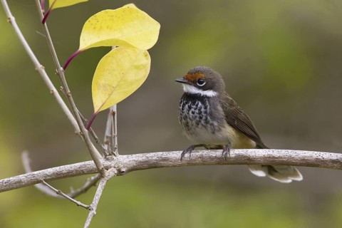 Rufous Fantail (Rhipidura rufifrons), Queensland, Australia