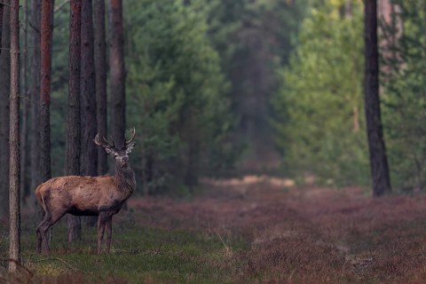 In mid-March, the younger red deer (Cervus elaphus) usually still wear their antlers, while the