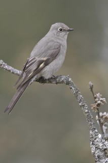 Townsend's Solitaire (Myadestes townsendi), British Columbia, Canada