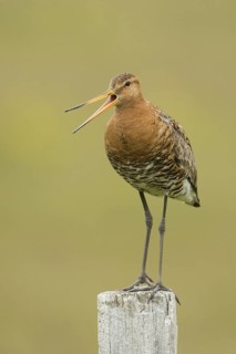 Black-tailed Godwit (Limosa limosa) calling