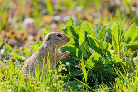 An adult ground squirrel (Spermophilus citellus) eats leaves and flowers on a sunny day in a green