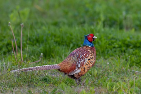 A pheasant cock (Phasianus colchicus) in mating dress on a natural meadow, mating season, mating