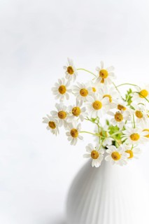 Aesthetic arrangement of summer daisies in a white vase on a bright, neutral background. The fresh,