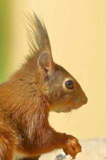 Eurasian red squirrel (Sciurus vulgaris) portrait shot in side view, animal portrait, Wilden, North