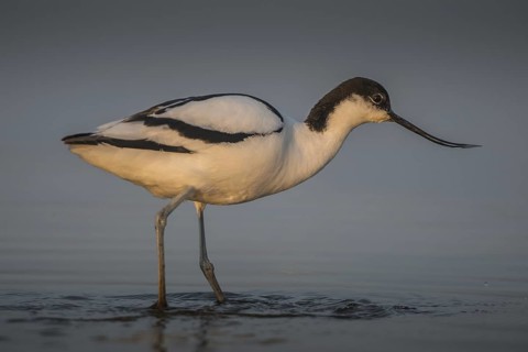 Pied Avocet (Recurvirostra avosetta), Schleswig-Holstein, Germany