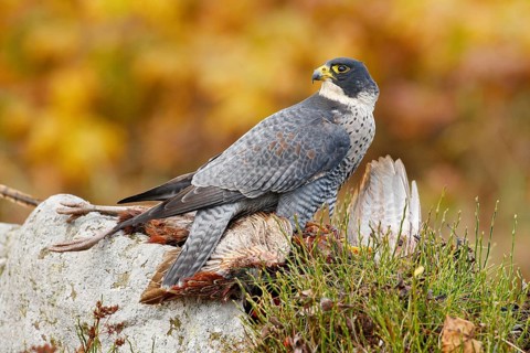 Bird hehaviour, falcon catch big bird. Peregrine Falcon feeding kill pheasant on the rock with