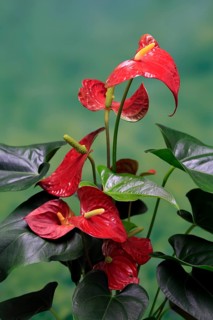 Flamingo flower (Anthurium), flowering, houseplant, Ellerstadt, Germany